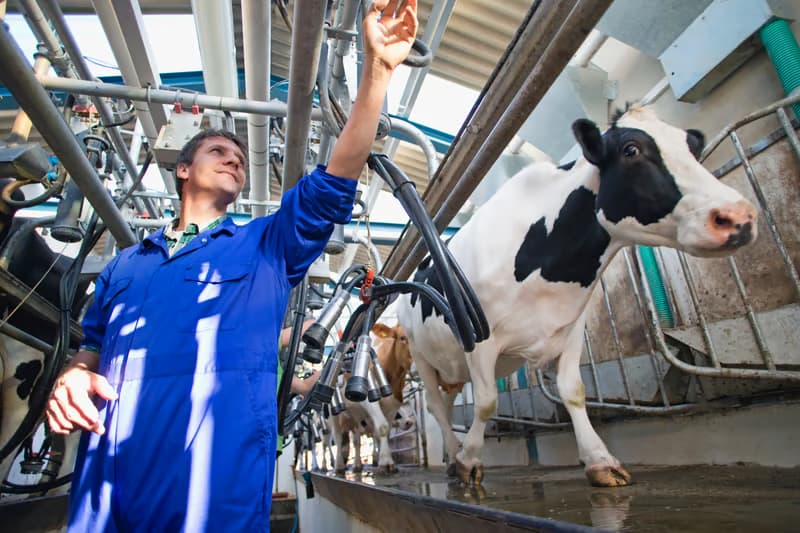 Dairy Farm Management